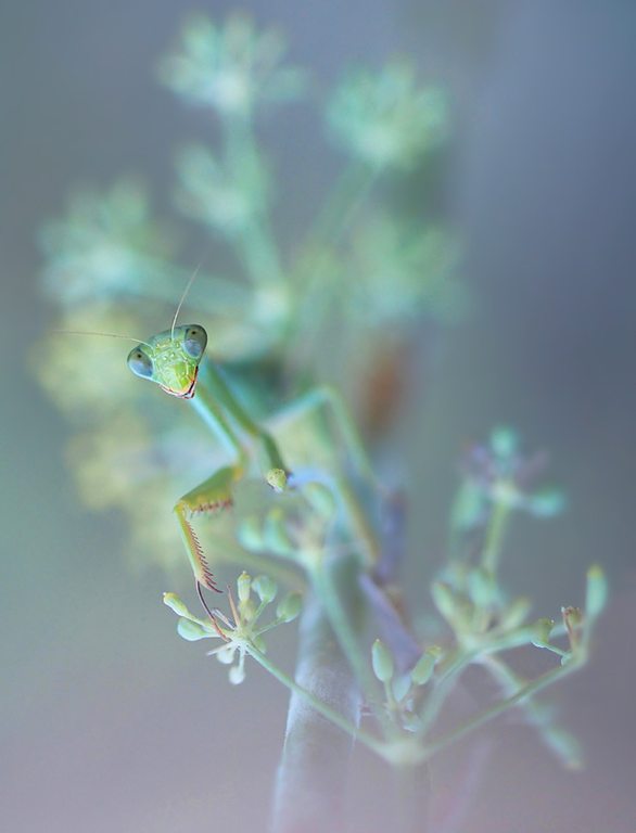 Mantis zur blauen Stunde