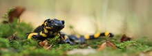 Feuersalamander