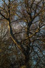 Der alte Baum