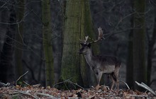 Damhirsch in der Dämmerung