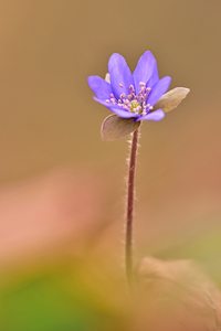 Frühlingserwachen