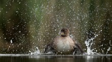 Wasser kann es nicht genug haben.