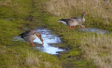 Gänsetränke
