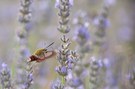 ~ Schwärmen vom istirischen Lavendel ~