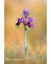 Ophrys tenthredinifera subsp. neglecta