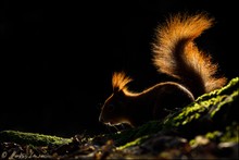 Eichhörnchen im Gegenlicht