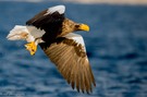 Steller's Sea Eagle