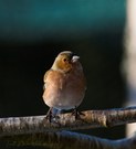 Buchfinken-Männchen