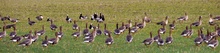 Gänsepanorama
