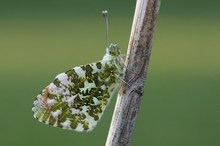 Frühlingsbote