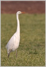 Silberreiher- Egretta alba