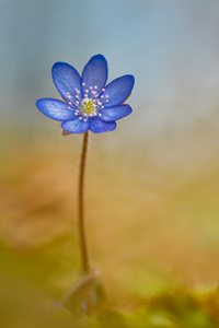 ­Leberblümchen #2