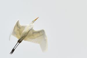 Weiss auf weiss