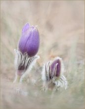 *Pulsatilla_3*