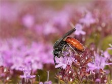 „Sphecodes albilabris“