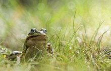 ___neugieriger Frosch__