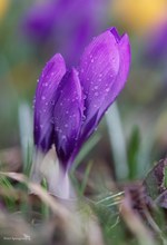 Geduldiges Warten auf den Frühling