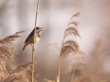 Blaukehlchen