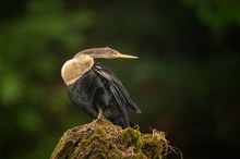 Anhinga