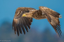 Seeadler auf Hokkaido