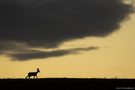 Rehbock unter den Wolken