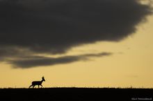 Rehbock unter den Wolken