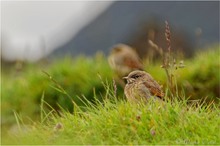 Steinschmätzer (Oenanthe oenanthe)