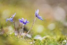 Das Leberblümchen