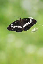 Kleiner Eisvogel