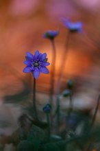 Leberblümchen im Abendlicht