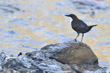 Wasseramsel