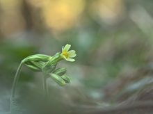 Schlüsselblume