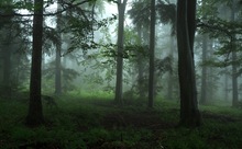 Wald mit Nebel