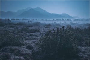 Bei Vollmond im Moor