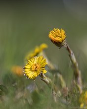 Märzenblümchen...