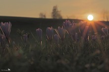 Letzte Sonnenstrahlen auf den Krokuswiesen