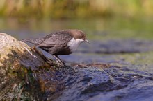 Wasseramsel