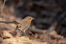 Neulich im Wald