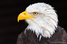 Weisskopfseeadler
