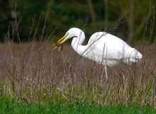 Mäusejagderfolg am Waldrand