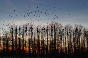 Abends im Krähenwald