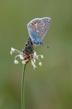 Hauhechelbläuling auf Spitzwegerich