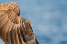 Seeadler auf Hokkaido