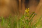 Wald-Gelbstern (Gagea lutea)