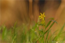 Wald-Gelbstern (Gagea lutea)