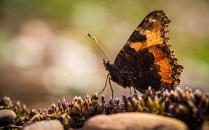 Fuchs in der Abendsonne