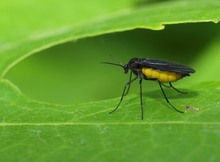 Trauermücke (Sciara analis)