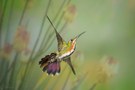 Die Welt der Kolibris