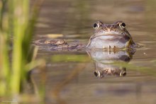 Grasfrosch in feinem Licht