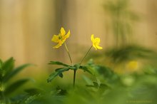 Gelbe Windröschen (Anemone ranunculoides)